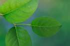 USA, Washington State, Seabeck. Close-up of salal leaves. Art Print